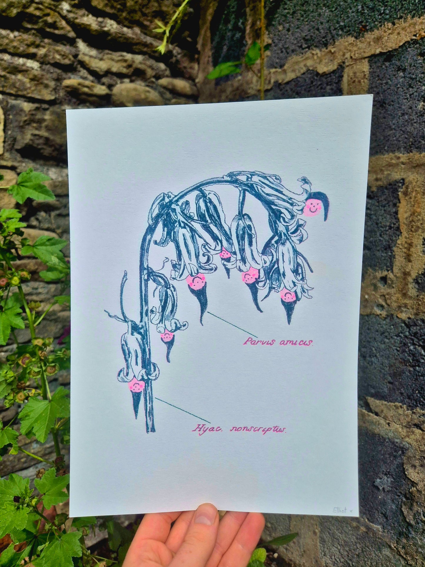 Bluebell Risograph by Elliot